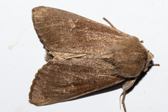 Ichneutica nullifera