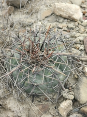 Echinocactus horizonthalonius horizonthalonius