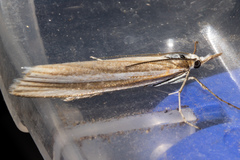 Orocrambus siriellus