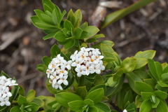 Pimelea gnidia