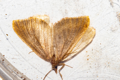Xanthorhoe occulta
