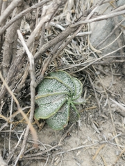 Astrophytum capricorne