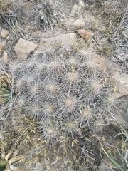 Echinocereus stramineus