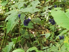 Palicourea cyanococca