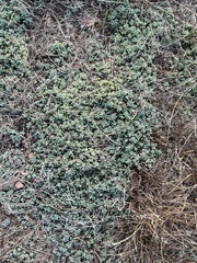Sedum nuttallii