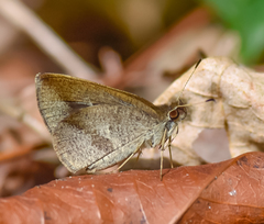 Synapte malitiosa antistia