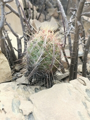 Thelocactus bicolor bicolor