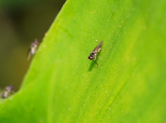 Hydrellia tritici