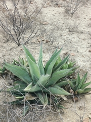 Agave asperrima