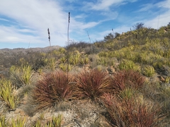 Agave striata