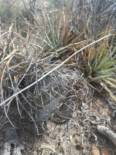 Astrophytum capricorne