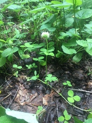 Trifolium stoloniferum