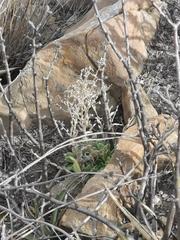 Sedum glabrum