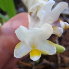 Freesia caryophyllacea