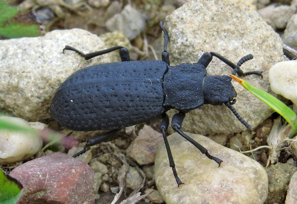 Cloudy Darkling Beetle