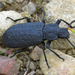 Cloudy Darkling Beetle - Photo (c) Denis Doucet, some rights reserved (CC BY-NC), uploaded by Denis Doucet