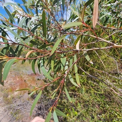 Eucalyptus obstans