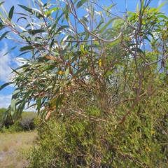 Eucalyptus obstans