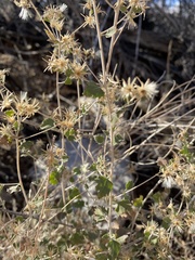 Brickellia atractyloides