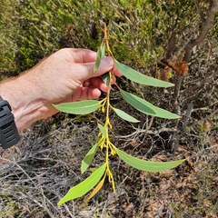 Eucalyptus obstans