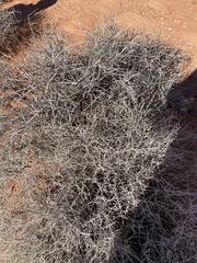 Coleogyne ramosissima