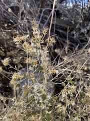 Brickellia atractyloides