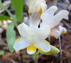 Freesia caryophyllacea