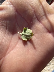Brickellia atractyloides
