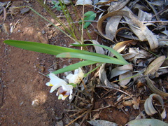 Freesia caryophyllacea