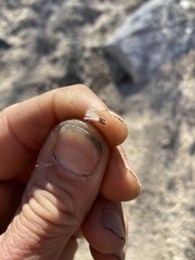 Brickellia atractyloides