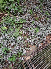 Tradescantia zebrina zebrina