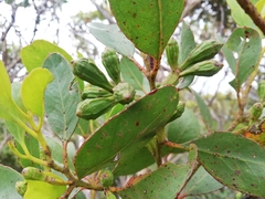 Eucalyptus angulosa