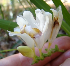 Freesia caryophyllacea