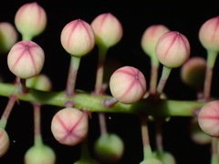 Geissois pruinosa