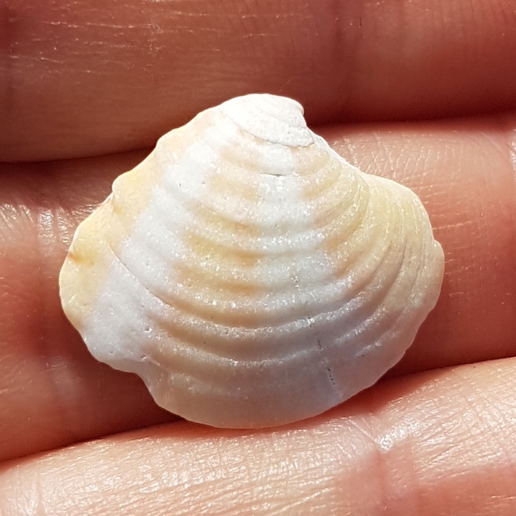 Banded Venus