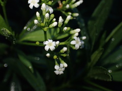 Rauvolfia semperflorens