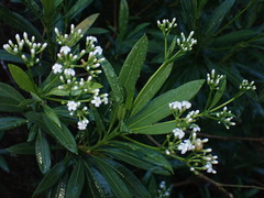 Rauvolfia semperflorens