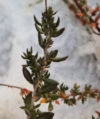 Eriogonum wrightii membranaceum