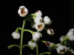 Notelaea austrocaledonica