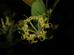 Stenocarpus umbelliferus
