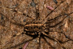 Zachaeus crista