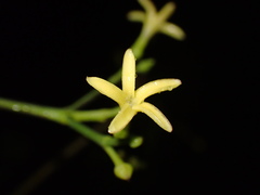 Alstonia vieillardii