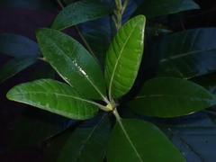 Alstonia vieillardii