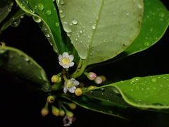 Ilex sebertii