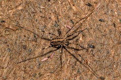 Zachaeus crista