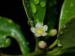 Ilex sebertii
