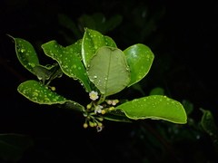 Ilex sebertii