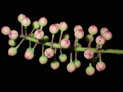 Geissois pruinosa