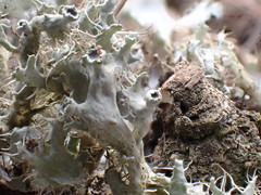 Heterodermia echinata