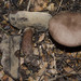 Tylopilus brunneus - Photo (c) Jerry Cooper, some rights reserved (CC BY), uploaded by Jerry Cooper